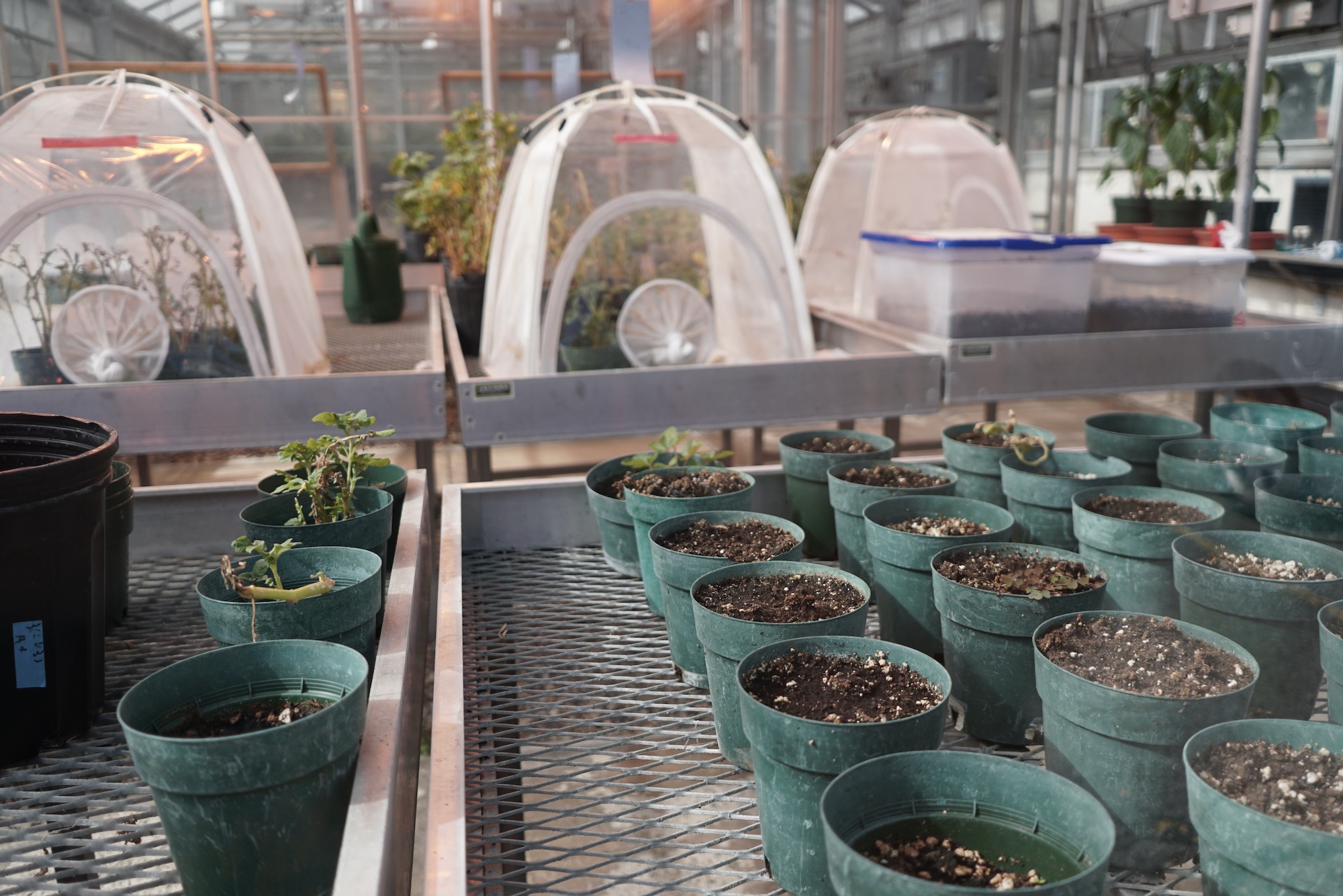 A research greenhouse at a university